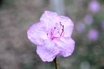 杜鹃花