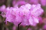 杜鹃花