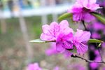 杜鹃花
