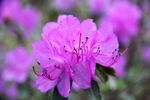 杜鹃花