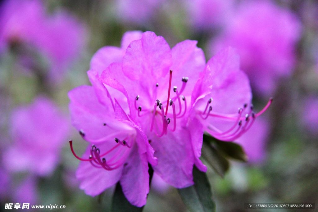 杜鹃花