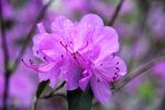 杜鹃花