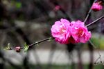 榆树梅花