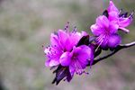 杜鹃花