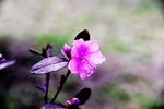 杜鹃花
