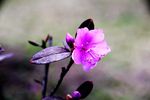 杜鹃花