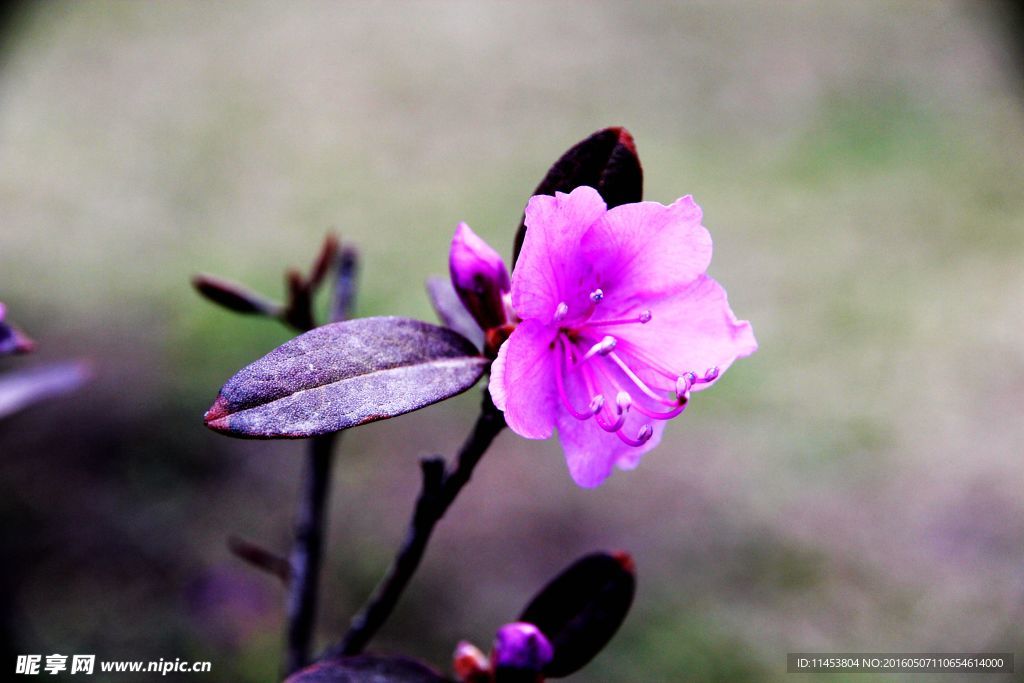 杜鹃花