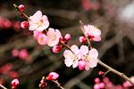榆叶梅花