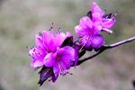 杜鹃花