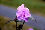 杜鹃花