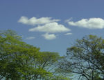 绿树天空