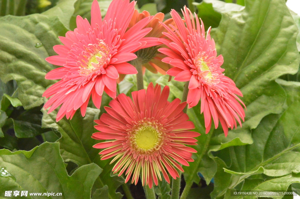 非洲菊