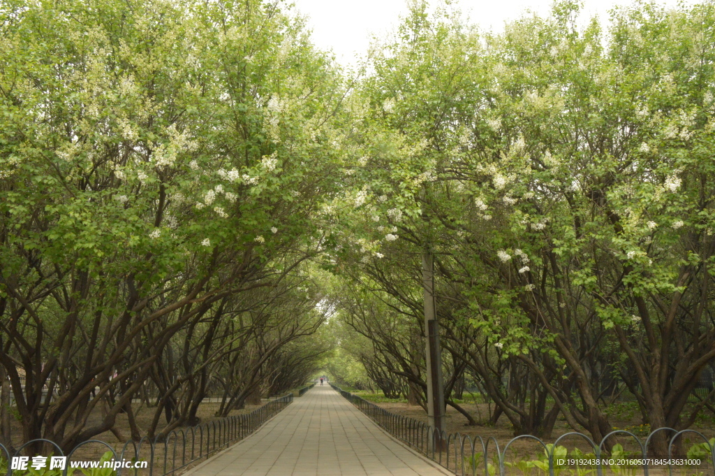 丁香 丁香花