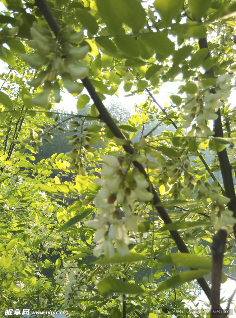 槐花 洋槐树