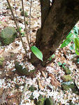 落花落樱