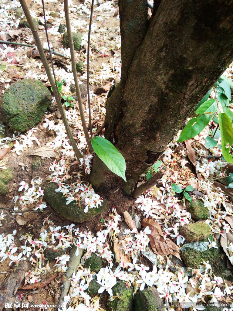 落花落樱