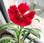 阳台小花