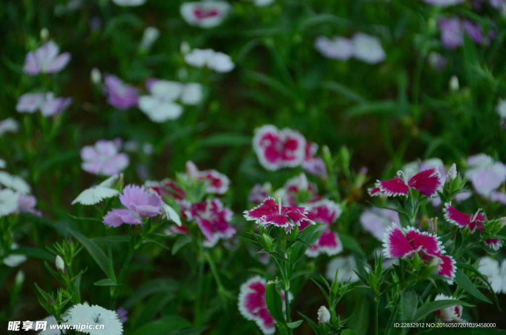 石竹花