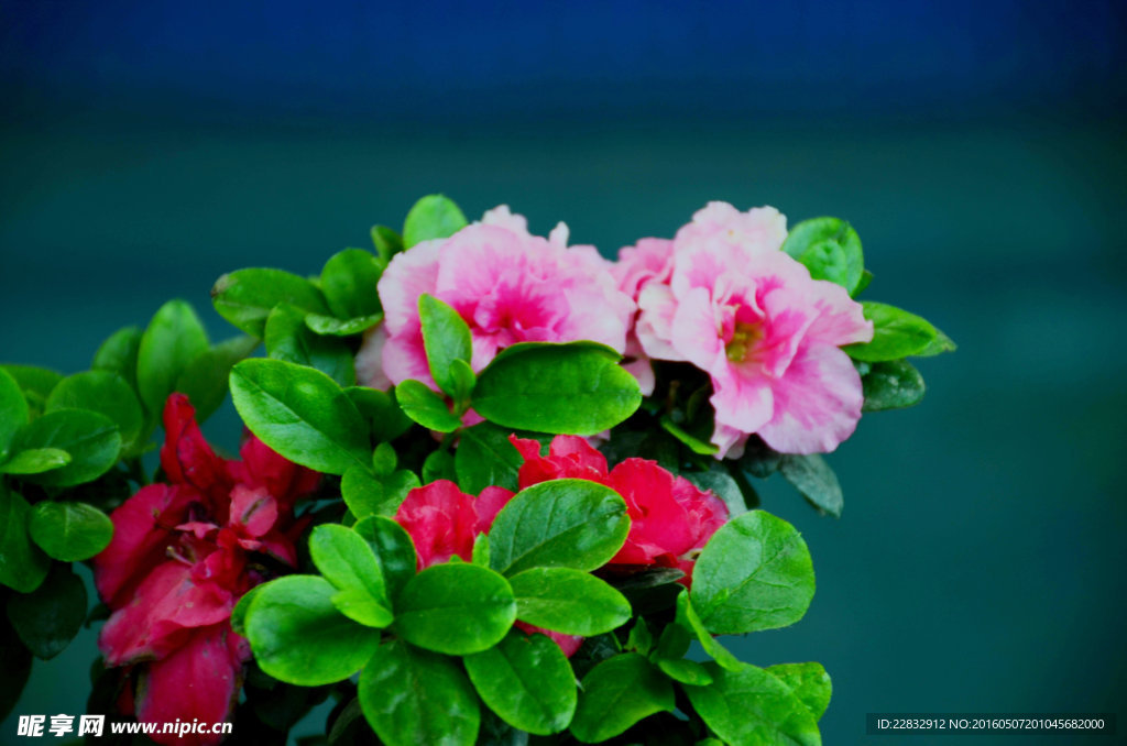 杜鹃花