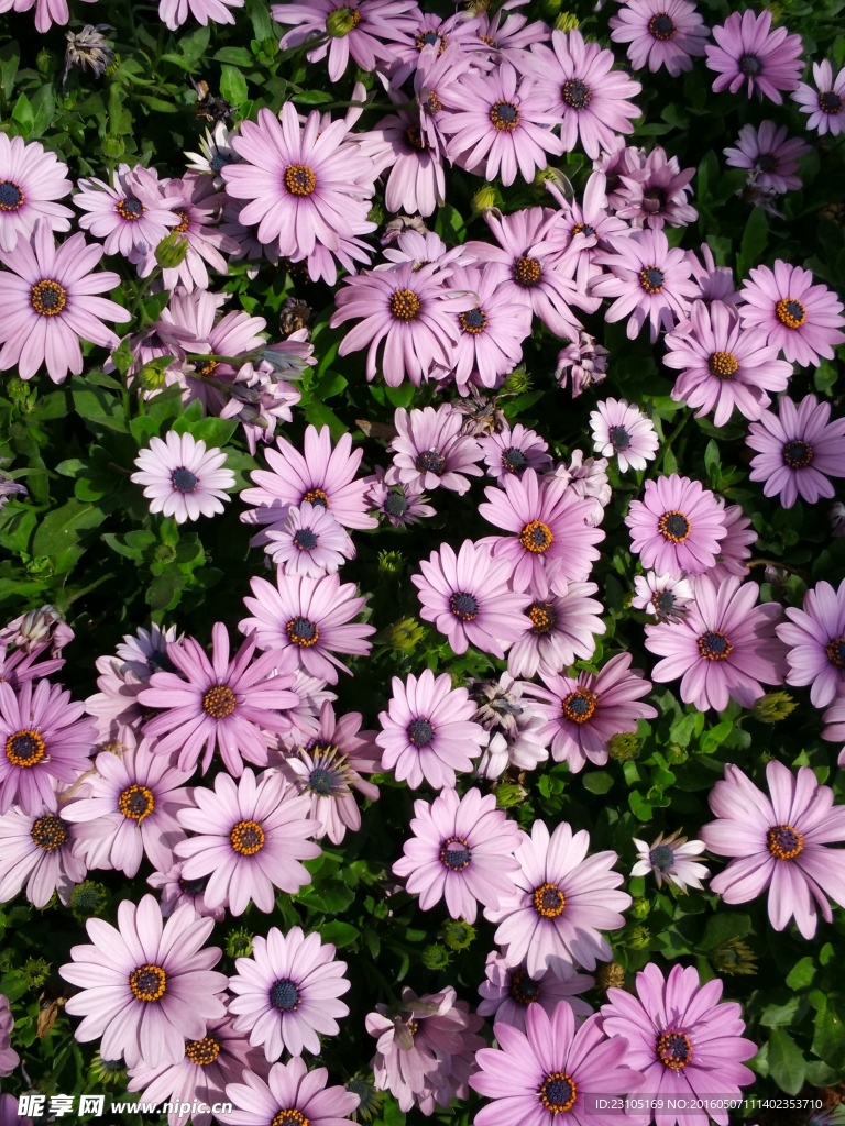 雏菊