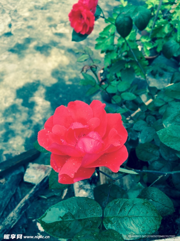 玫瑰花