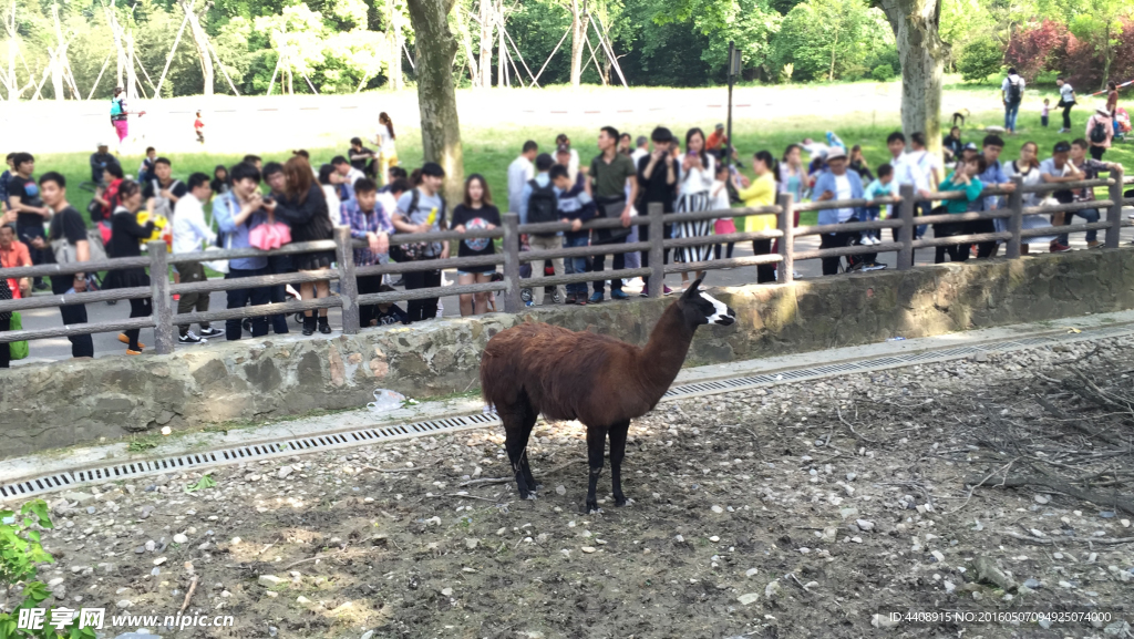 驼羊