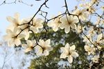 玉兰花