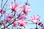 玉兰花