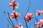 玉兰花