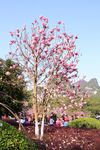玉兰花
