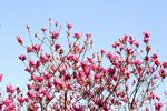 玉兰花