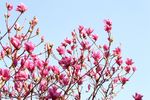 玉兰花