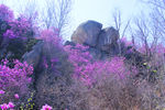 满山红花风景图片