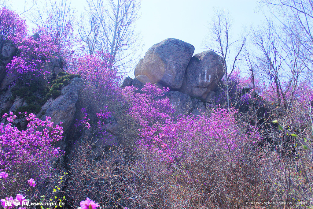 满山红花风景图片