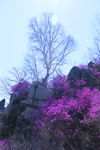 满山红花摄影图片
