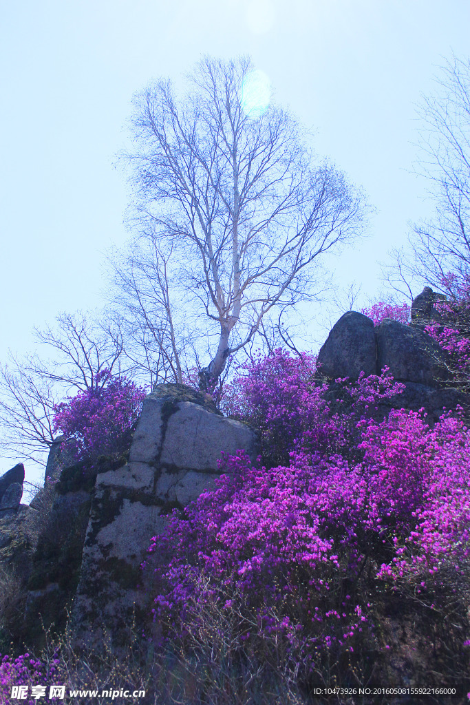 满山红花摄影图片