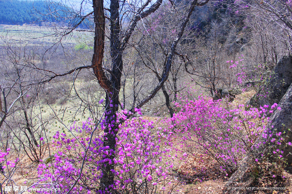 树林小花风景图片