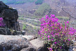 山石鲜花风景图片