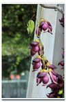 禾雀花