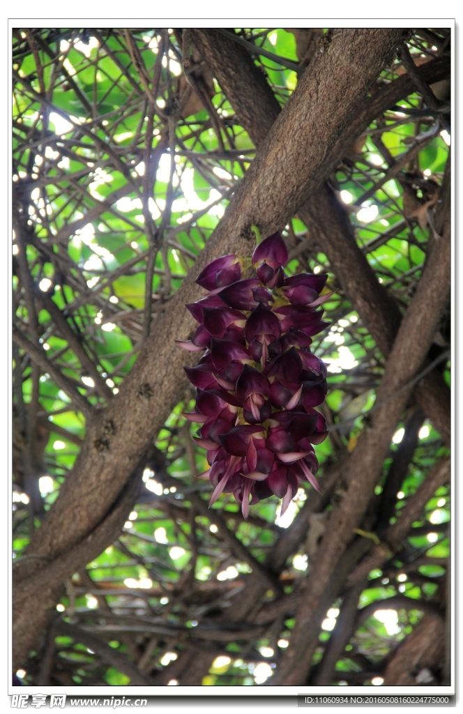禾雀花