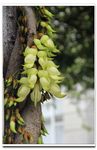 禾雀花