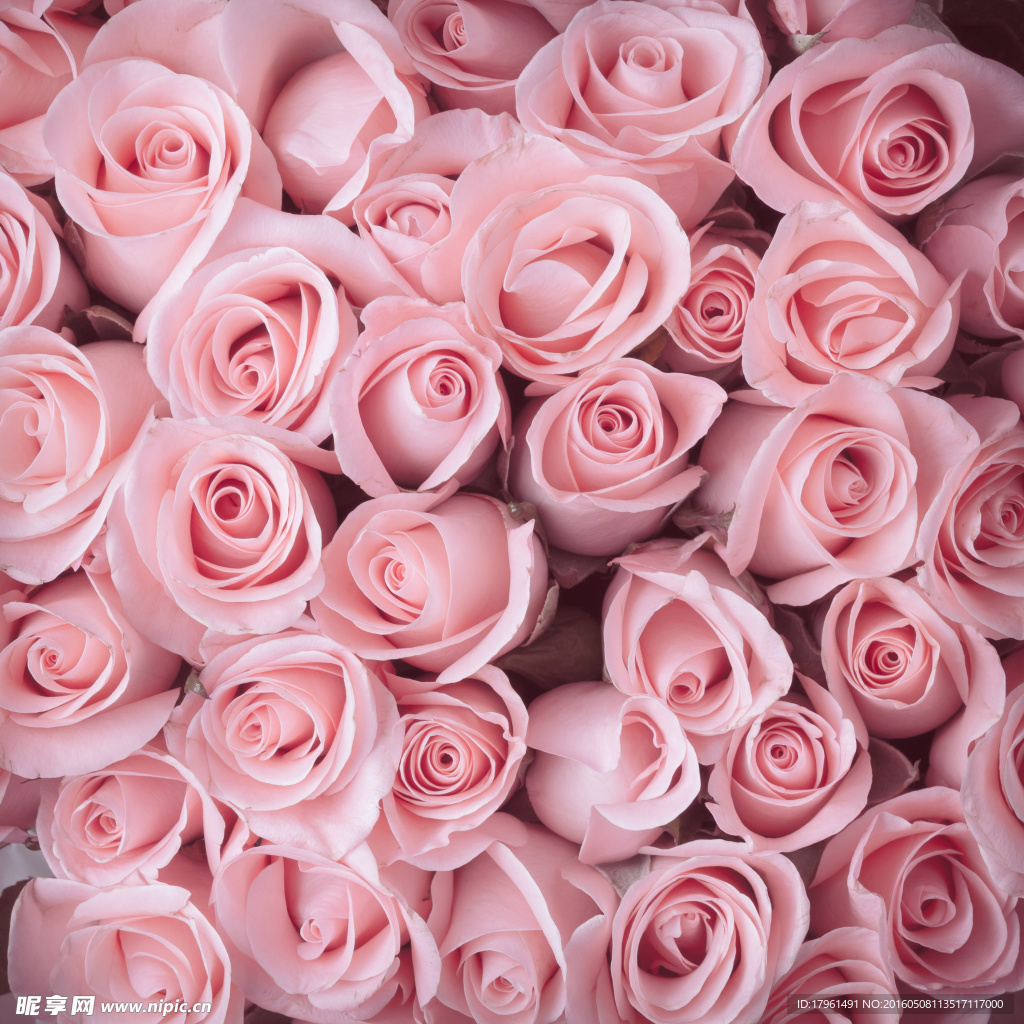 玫瑰花