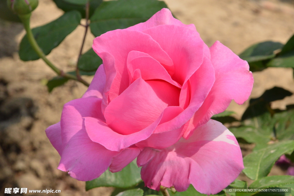 月季花