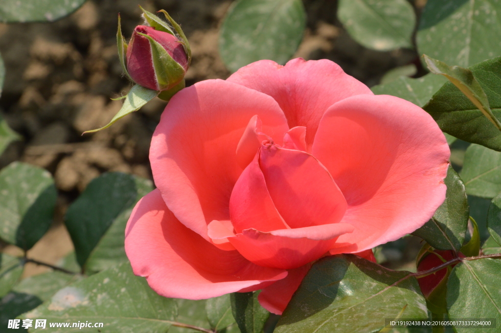 月季花