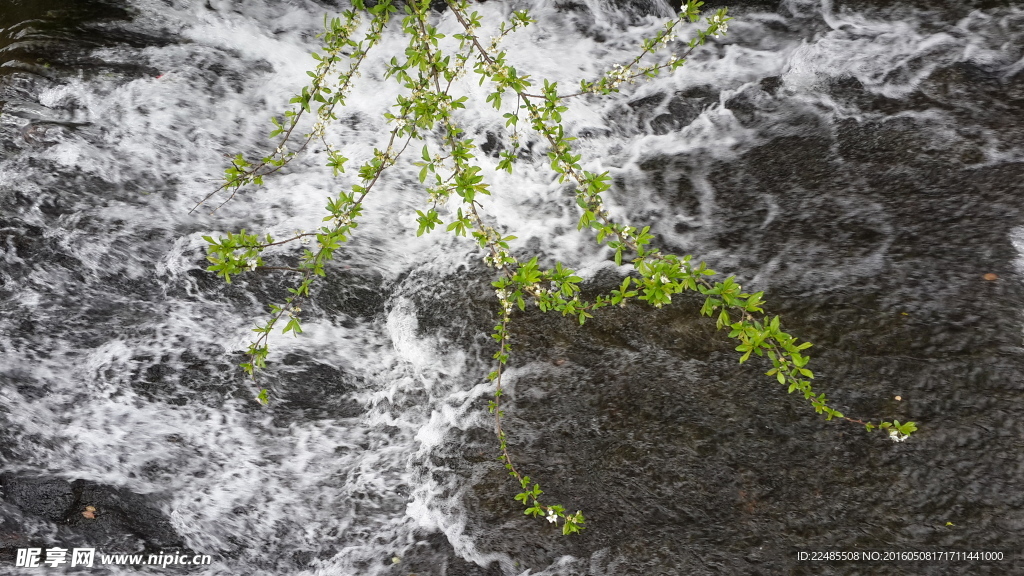 水与花