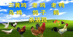 家禽喷绘