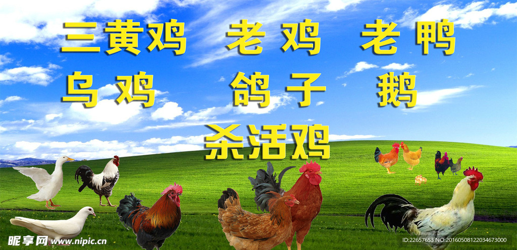 家禽喷绘