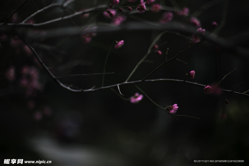 梅花