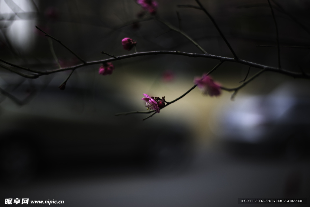 梅花