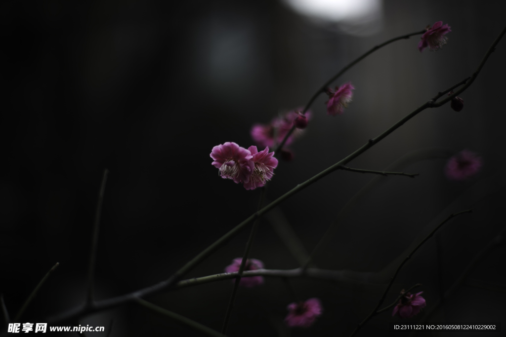 梅花